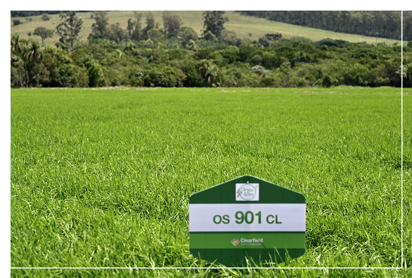 Cultivares OS 901 CL